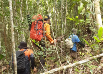 Proses pencarian orang hilan atas nama Sidi (78) di lokasi kebun kayu manis, di Desa Ambaiatas, Kecamatan Sitinjau, Kabupaten Kerinci, Jambi. (Basarnas Jambi)