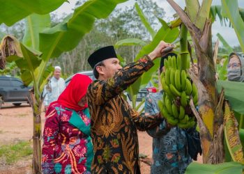 Ketua DPRD Provinsi Jambi, Edi Purwanto, memanen pisang Canvendish, saat kunjungannya bersama Anggota Komisi V DPR RI, Sri Rahayu, ke Pondok Pesantren (Ponpes) Irsyadul 'Ibad, Kamis (19/1/2023). [dok Bahara]