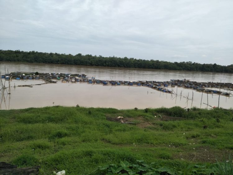 Ratusan keramba milik empat kelompok tani di Kabupaten Batanghari hanyut terseret arus sungai, Rabu (25/1/2023). (Foto Wahyu)