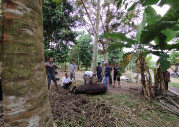 Prosesi pemotongan hewan kurban di Desa Danau Lamo, Muaro Jambi, Kamis (29/6/2023). (Foto: siklusjambi.id)