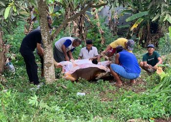 Keluarga JMB Pro melakukan penyembelihan hewan kurban di RT 04 Kelurahan Pinang Merah, Kecamatan Alam Barajo, Kota Jambi, Jumat (30/06/2023). (Foto: siklusjambi.id)