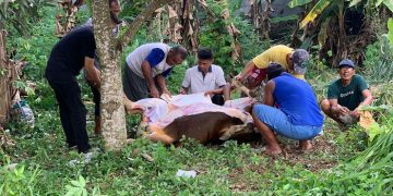 Keluarga JMB Pro melakukan penyembelihan hewan kurban di RT 04 Kelurahan Pinang Merah, Kecamatan Alam Barajo, Kota Jambi, Jumat (30/06/2023). (Foto: siklusjambi.id)